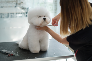 Pet Grooming Business in Dubai
